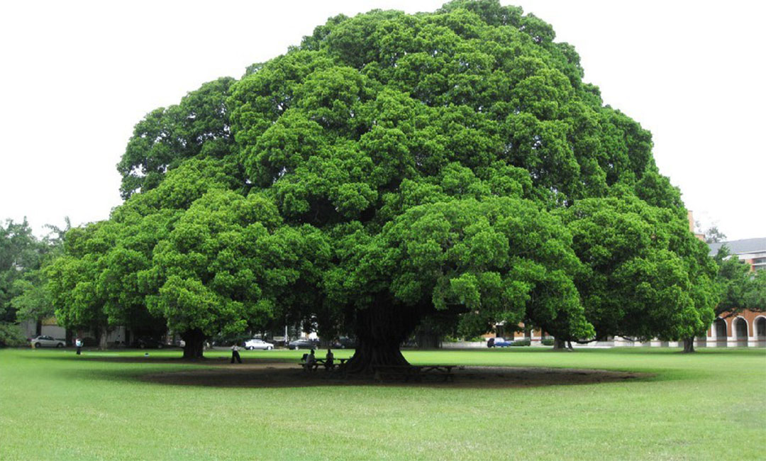 平顶山金榕树服务号代运营案例